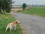 Třibřichy